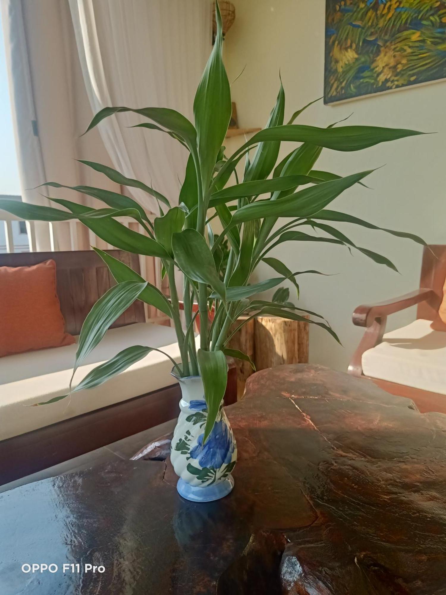 Homestay Yellow Natural House Сием Реап Екстериор снимка