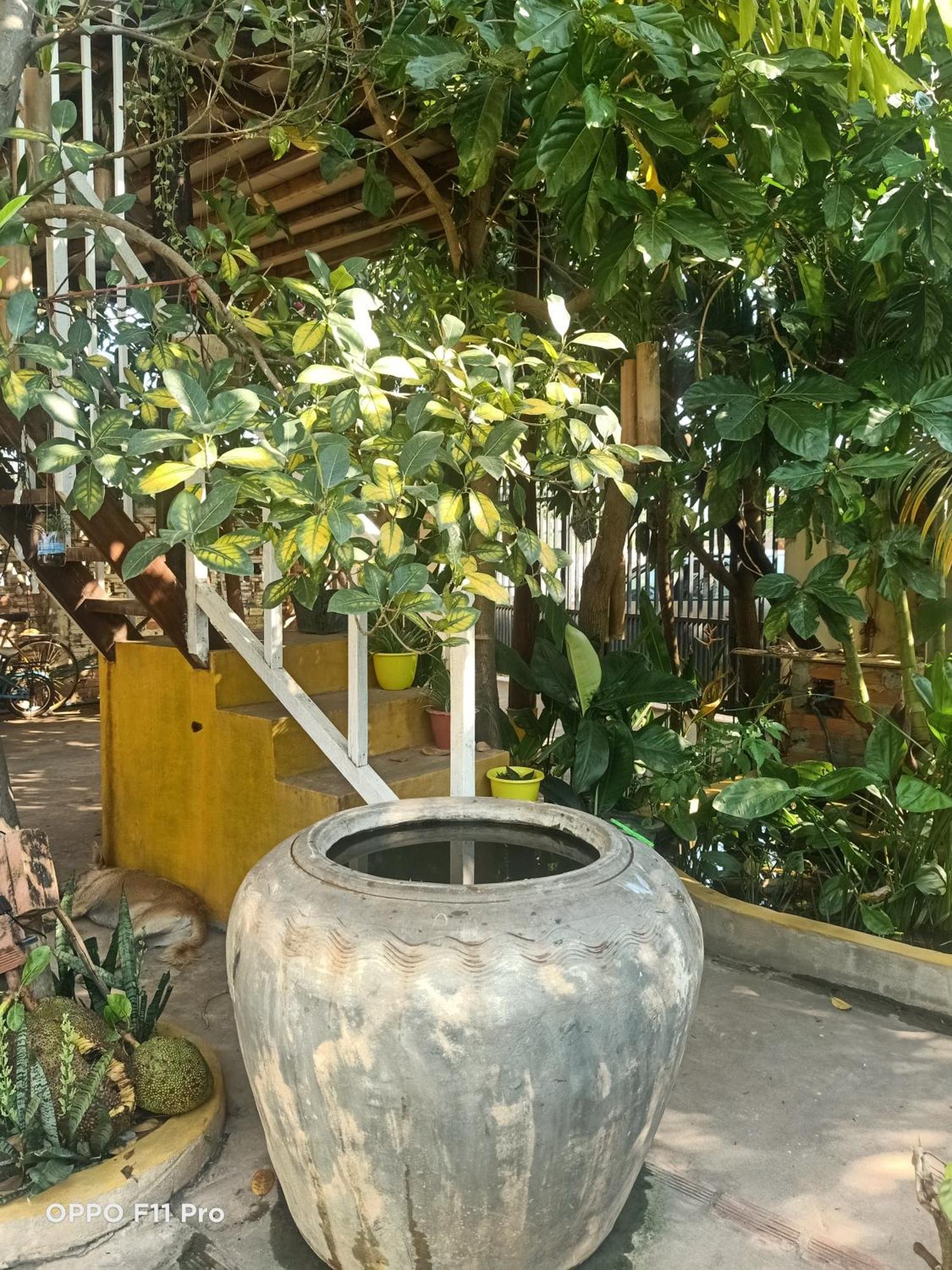 Homestay Yellow Natural House Сием Реап Екстериор снимка